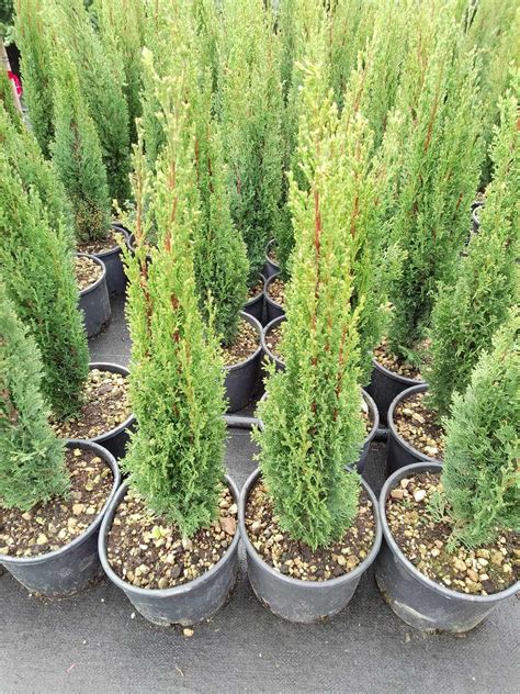 Cupressus Sempervirens Totem(Кипарис Тотем) 80/100cм | Растения за ...