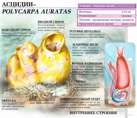 Асцидии. Сайт про зверей - ZveroSite.ru