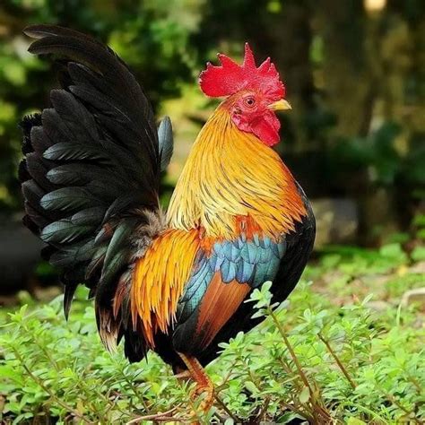 Fancy Chickens, Chickens And Roosters, Chickens Backyard, Beautiful ...