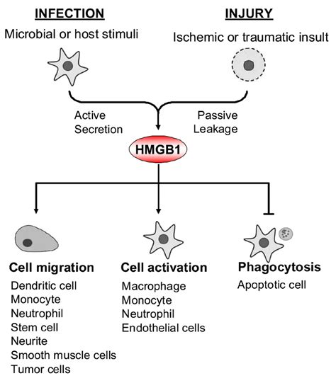 Extracellular Hmgb1 Functions As An Alarmin Signal Download