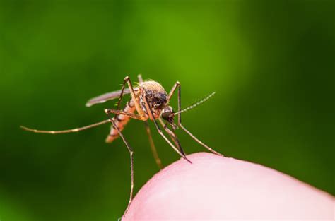 Demam Kuning Malaria Atau Zika Terinfeksi Virus Gigitan Serangga Di