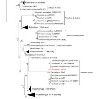 A Maximum Likelihood Tree Based On 18S RRNA Gene Sequences Illustrating