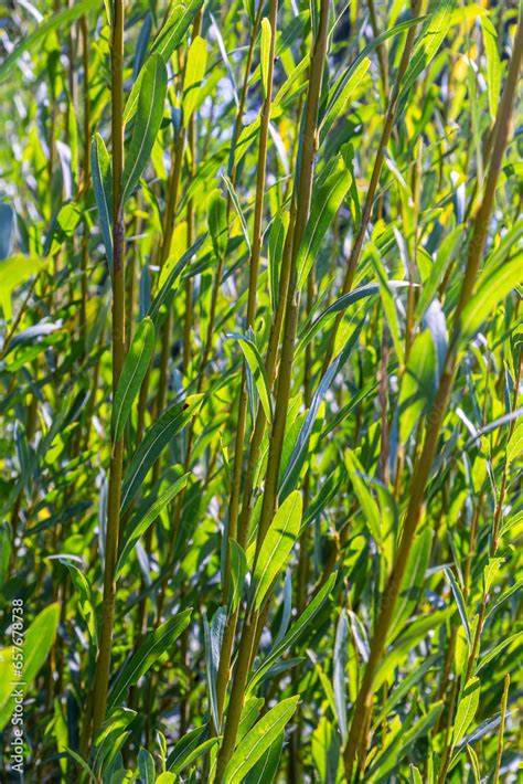 Salix Purpurea Purple Willow Or Osier Is A Species Of Salix Native To