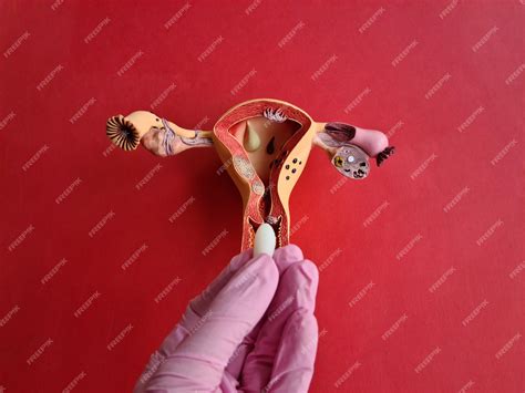 Premium Photo | Therapeutic vaginal suppositories and anatomy of uterus