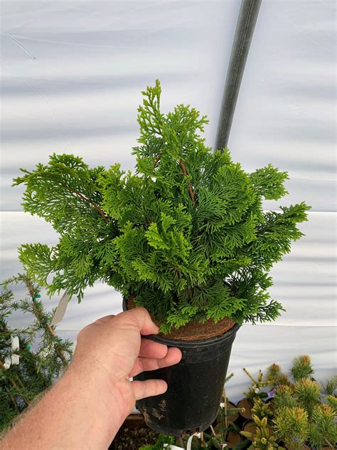 Buy Chamaecyparis Obtusa Confucius Dwarf Golden Hinoki Cypress — Mr