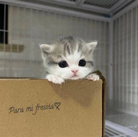 Пин на доске a l e k 🍓 | Милый кот, Полосатые кошки, Красивый кот