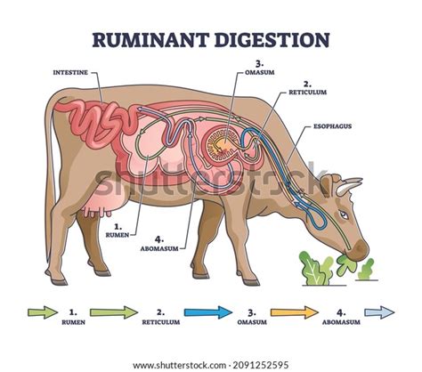 Ruminant Digestion System Inner Digestive Structure Stock Vector (Royalty Free) 2091252595 ...