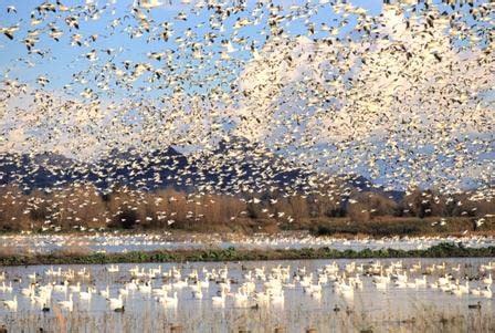 Colusa Ca Wildlife Refuge The Birds Have To Be My Favorite Thing