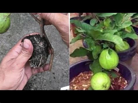 How To Air Layering Guava Tree Growing From Cutting Easy And Fast