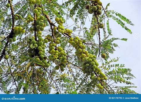 Indian Gooseberry Growing In Tree Stock Image Image Of Phyllanthus