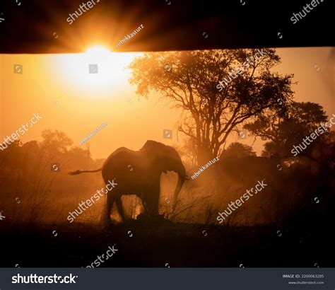 African Elephant Walking Sunset Front Safari Stock Photo 2200063285 ...