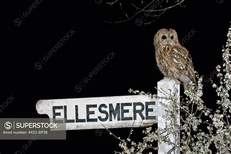 Tawny Owl Strix Aluco Adult Perched On Signpost At Night With