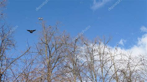 Cuervo Aves Bandada En Desnudo Rbol Ramas Bajo Azul Cielo Nublado