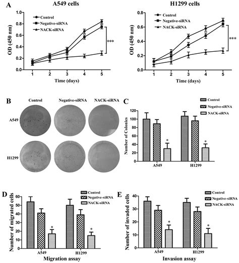 Silencing NACK By SiRNA Inhibits Tumorigenesis In Non Small Cell Lung