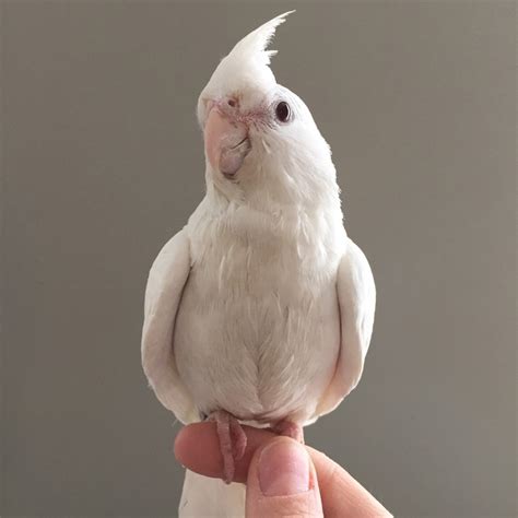 11 Types Of Cockatiels A Detailed Guide With Pictures