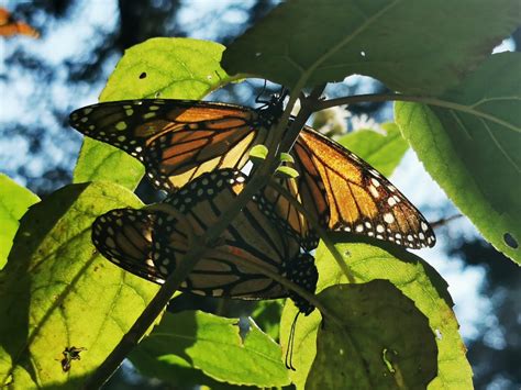 Piedra Herrada Santuario De La Mariposa Monarca Recibe Hasta