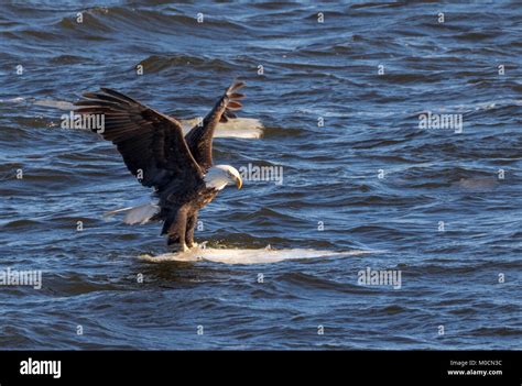 Bald Eagle Haliaeetus Leucocephalus Landing On The Drifting Ice