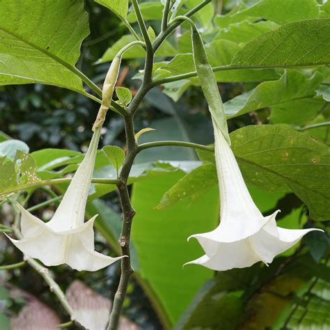 Qué simboliza el floripondio