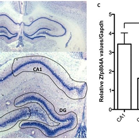 Zfp804A mRNA expression in the adult rat hippocampus. (A) Adult rat ... 