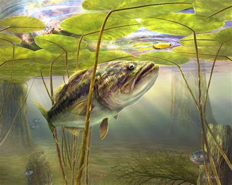 Largemouth Bass Art Print A Bass Stalks A Topwater Frog