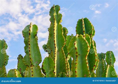 Cactus Of South Africa Stock Photography | CartoonDealer.com #57471818