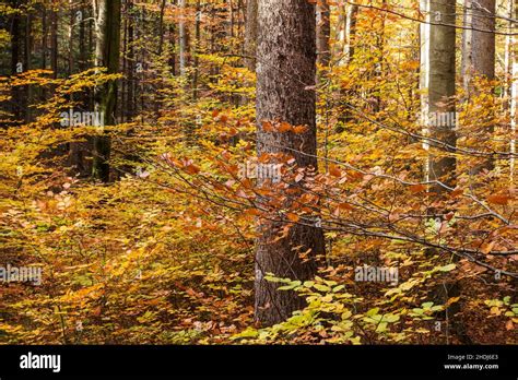 autumn, deciduous forest, fall, deciduous forests Stock Photo - Alamy