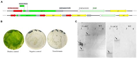 Frontiers Expression Of Fatty Acid Related Gene Promotes Astaxanthin