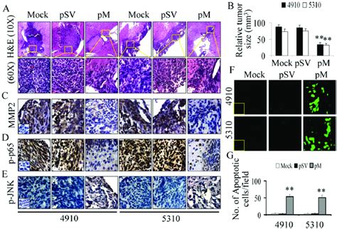Tumorigenicity In Vivo In Nude Mice Nu Nu Brains Induced By