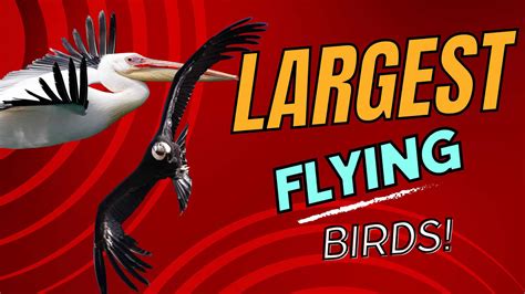 The 9 Largest Flying Birds In The World By Wingspan A Z Animals