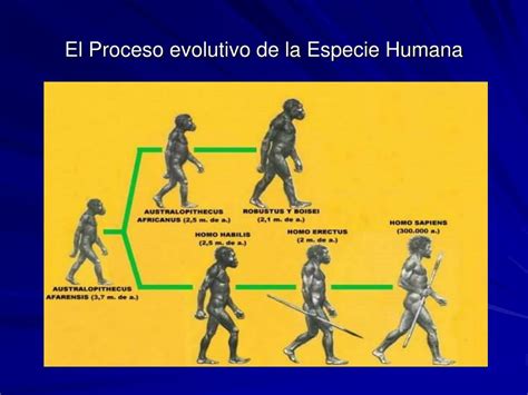 PPT LA EVOLUCIÓN DEL SER HUMANO PowerPoint Presentation free