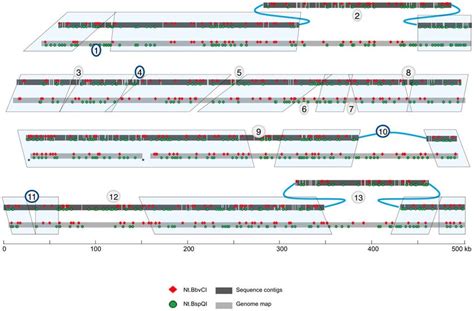 Comparison Of The Sequence Assembly Scaffold To The Genome Map The