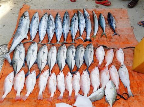 Premium Photo Fishing Many Fish