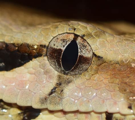 Free Photo Eye Snake Snake Eye Scale Free Image On Pixabay 889833