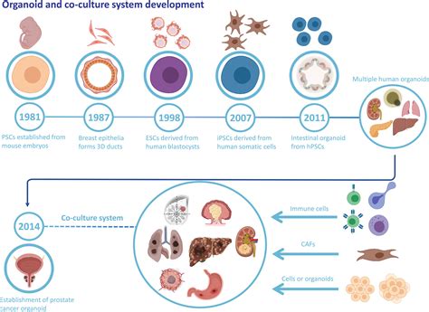 Frontiers Cancer Organoid Co Culture Model System Novel Approach To