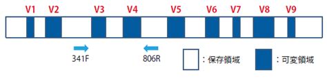 16s V3 V4 Metagenomic Library Construction Kit For Ngs｜タカラバイオ株式会社