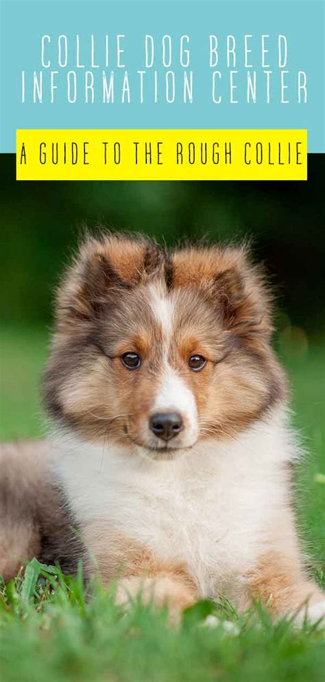 Collie Dog Breed Information Center A Guide To The Rough Collie