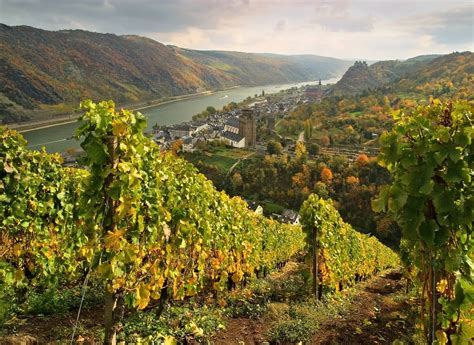 Rheingau | Wine Region Guide