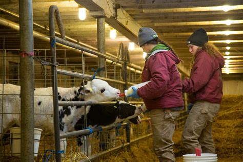 Photo Series Feeding Baby Dairy Cows Exclusive Commercial