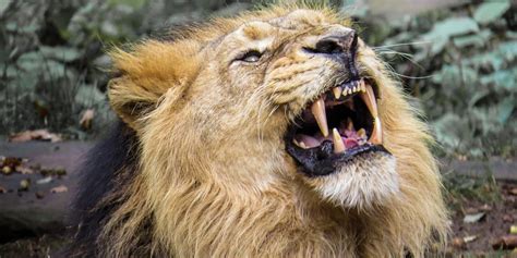 Let The Lion Roar A Prophetic Intercessory Encounter By James W Goll