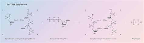 DNA Polymerase, Taq - Worthington Enzyme Manual | Worthington Biochemical