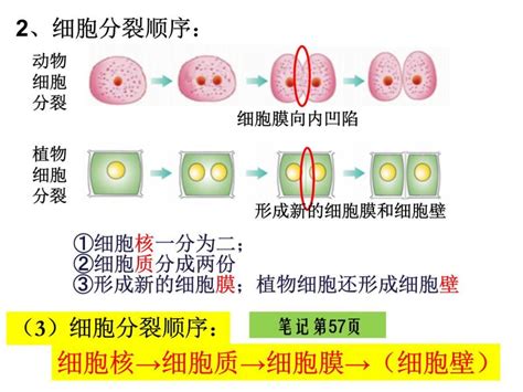 初中生物人教版 新课标七年级上册第二单元 生物体的结构层次第二章 细胞怎样构成生物体第一节 细胞通过分裂产生新细胞备课ppt课件 教习网课件下载