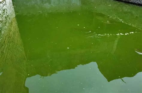 Jaga Kualitas Air Kolam Ikan Lele Dengan Cara Berikut