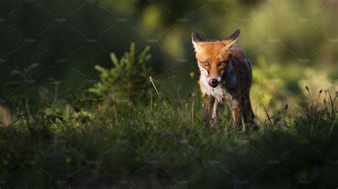 Focused Red Fox Staring Into Camera Animal Stock Photos Creative Market