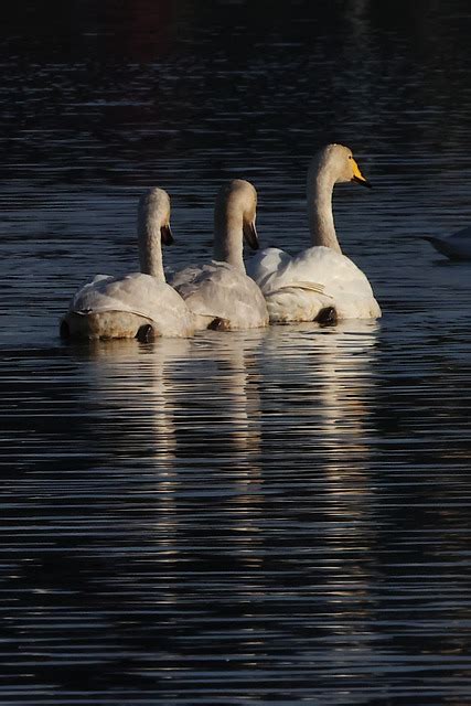 Swan Cygnet Whooper Free Photo On Pixabay Pixabay