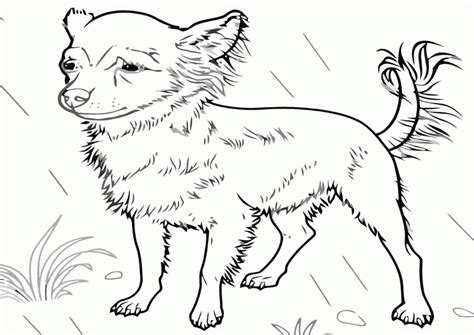 Chihuahua Coloring Pages Best Coloring Pages For Kids Dog Coloring