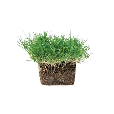 Bethel Farms High Traffic Bermuda Sod Plugs Ideal For Southeast