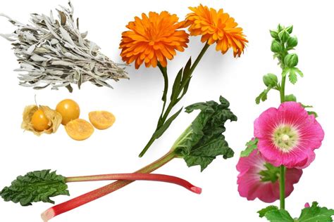 10 Heirloom Plants You Need To Grow For The Next Generation Sow Right