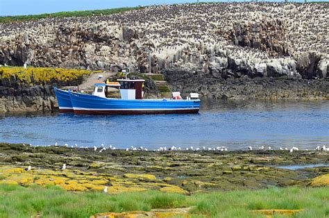 Staple Island Farne Islands Northumberland