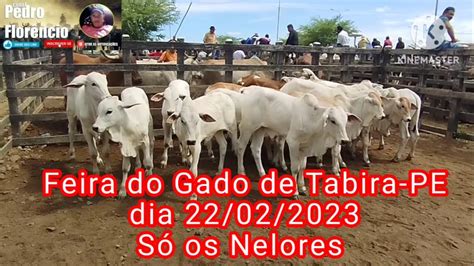 Pre O Dos Nelores Na Feira Do Gado De Tabira Pe Dia Youtube