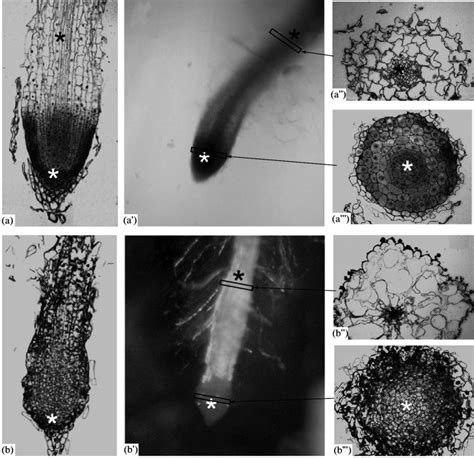 The Roots Induced In Callus Culture Of Barley Cv 999993 In Acidified